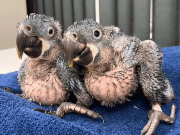 Zoológico de SP comemora nascimento raro de araras-azuis