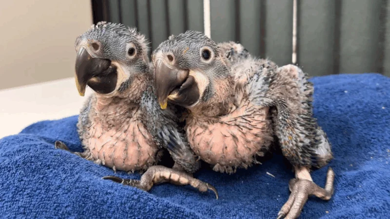Zoológico de SP comemora nascimento raro de araras-azuis