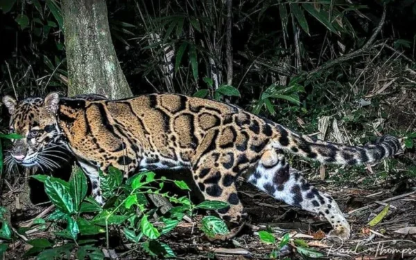 Câmera registra leopardo-nublado-de-bornéu, um dos felinos mais ameaçados do planeta