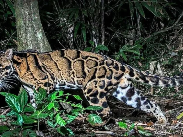 Câmera registra leopardo-nublado-de-bornéu, um dos felinos mais ameaçados do planeta