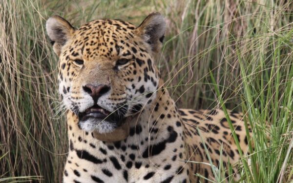 “Eles desapareceram por décadas. Agora, estão voltando para a natureza — e o que está acontecendo impressiona”