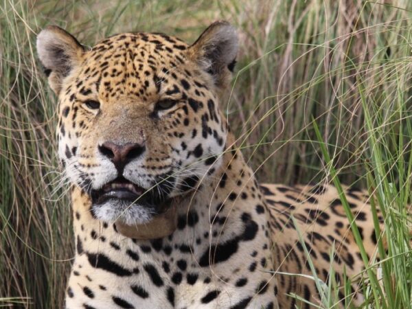 “Eles desapareceram por décadas. Agora, estão voltando para a natureza — e o que está acontecendo impressiona”