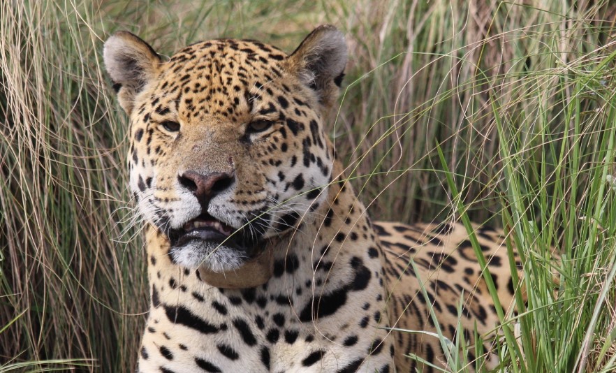 “Eles desapareceram por décadas. Agora, estão voltando para a natureza — e o que está acontecendo impressiona”
