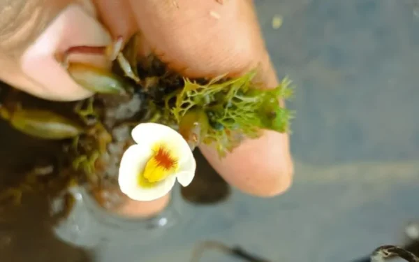 Planta carnívora rara é vista pela primeira vez no Nordeste