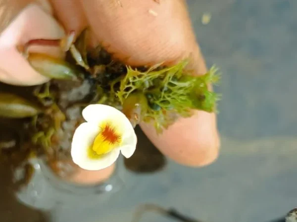 Planta carnívora rara é vista pela primeira vez no Nordeste