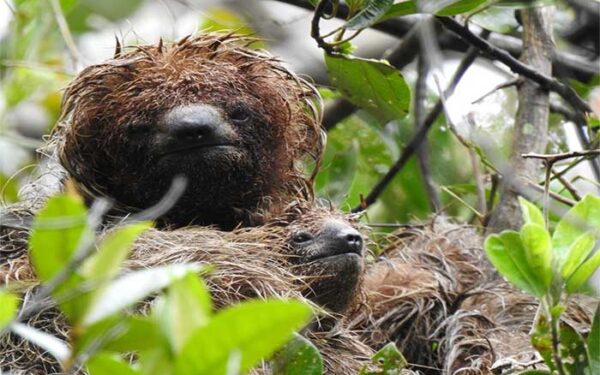 Projeto cria corredor de Mata Atlântica para proteger preguiça-de-coleira na Bahia