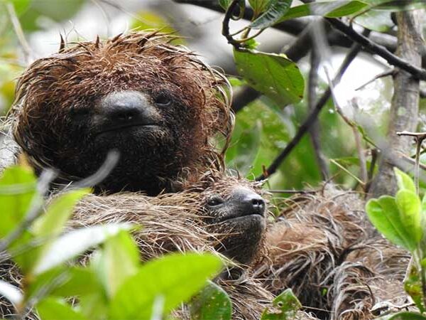 Projeto cria corredor de Mata Atlântica para proteger preguiça-de-coleira na Bahia
