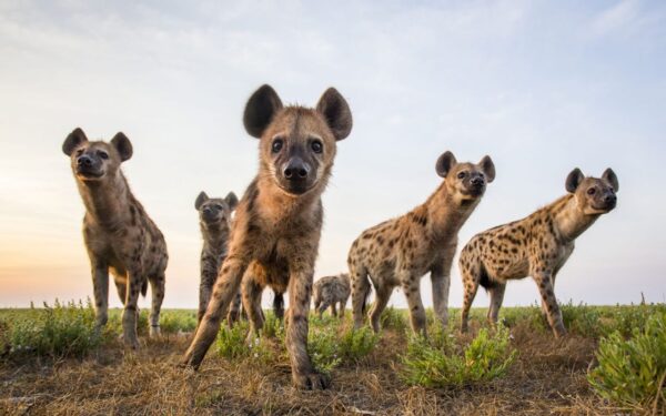 Socialites da Savana