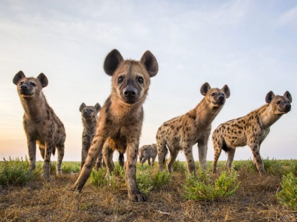 Socialites da Savana