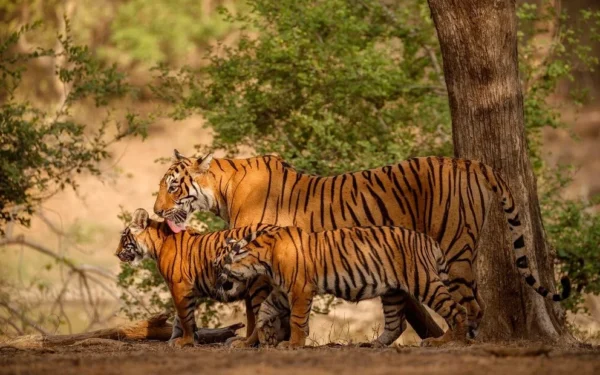 Projeto quer levar tigres de volta ao Cazaquistão