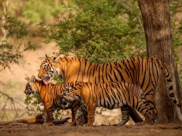Projeto quer levar tigres de volta ao Cazaquistão