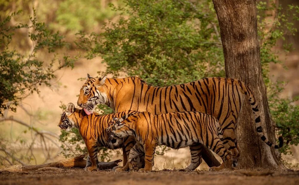 Projeto quer levar tigres de volta ao Cazaquistão