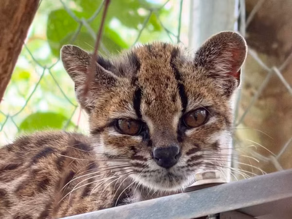 Onça em miniatura: Conheça o tilcayo, primeira espécie de felino descrita em mais de 100 anos – que de pet nada tem