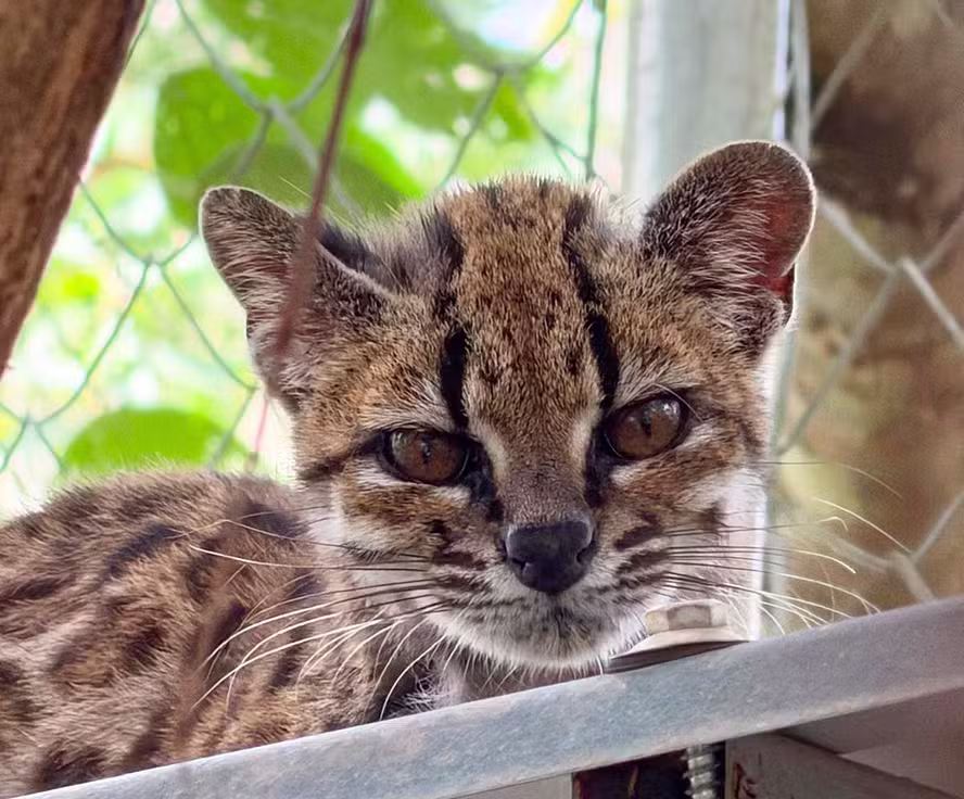 Onça em miniatura: Conheça o tilcayo, primeira espécie de felino descrita em mais de 100 anos – que de pet nada tem