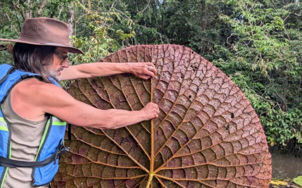 Um cientista espanhol vê uma foto no Instagram e descobre uma planta gigante desconhecida: suas folhas medem 2 metros e restam apenas cerca de 50 exemplares