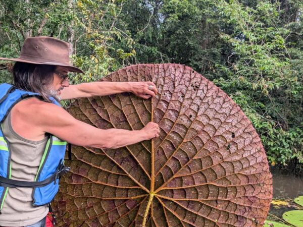 Um cientista espanhol vê uma foto no Instagram e descobre uma planta gigante desconhecida: suas folhas medem 2 metros e restam apenas cerca de 50 exemplares