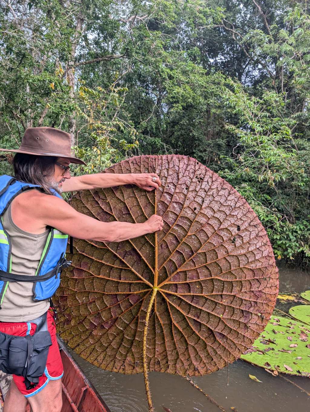 Um cientista espanhol vê uma foto no Instagram e descobre uma planta gigante desconhecida: suas folhas medem 2 metros e restam apenas cerca de 50 exemplares