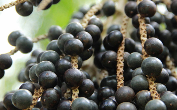 Pesquisadores da Amazônia sequenciam o genoma do açaí pela primeira vez