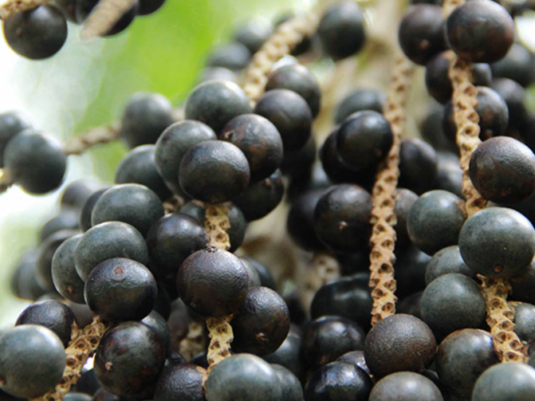 Pesquisadores da Amazônia sequenciam o genoma do açaí pela primeira vez