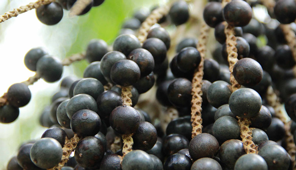 Pesquisadores da Amazônia sequenciam o genoma do açaí pela primeira vez