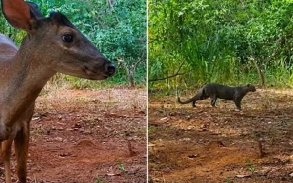 De área degradada a corredor ecológico: animais ameaçados voltam a circular em São Paulo