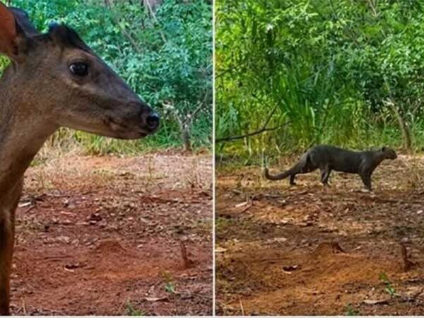 De área degradada a corredor ecológico: animais ameaçados voltam a circular em São Paulo