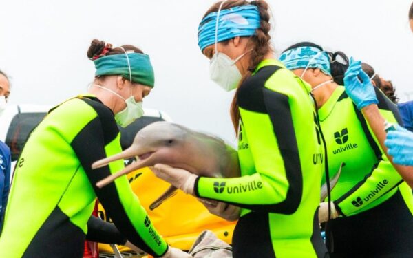 Baía da Babitonga vira laboratório a céu aberto para salvar uma das populações mais ameaçadas de golfinhos do mundo