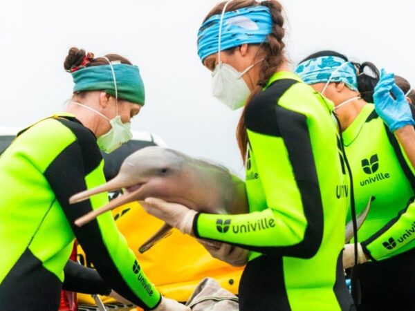 Baía da Babitonga vira laboratório a céu aberto para salvar uma das populações mais ameaçadas de golfinhos do mundo