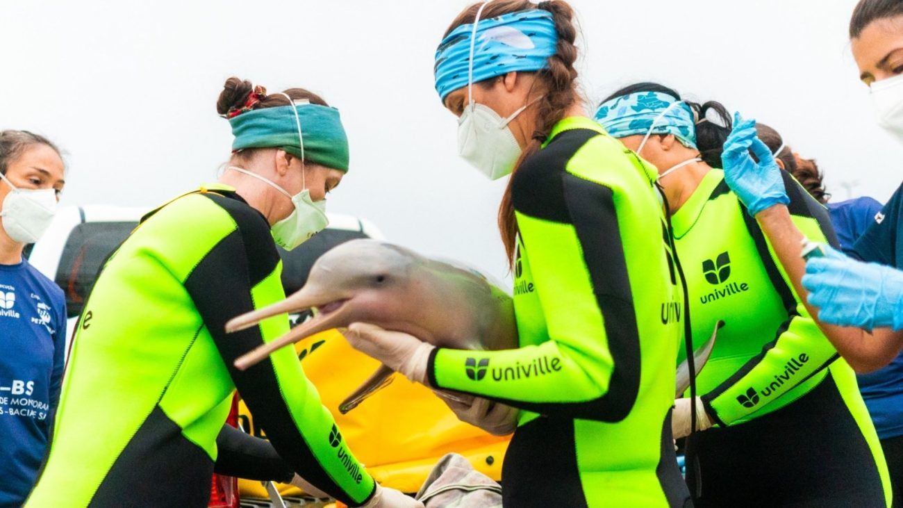 Baía da Babitonga vira laboratório a céu aberto para salvar uma das populações mais ameaçadas de golfinhos do mundo