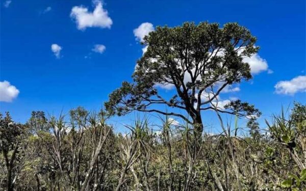 Restaurar o Cerrado pode gerar retorno triplo com carbono
