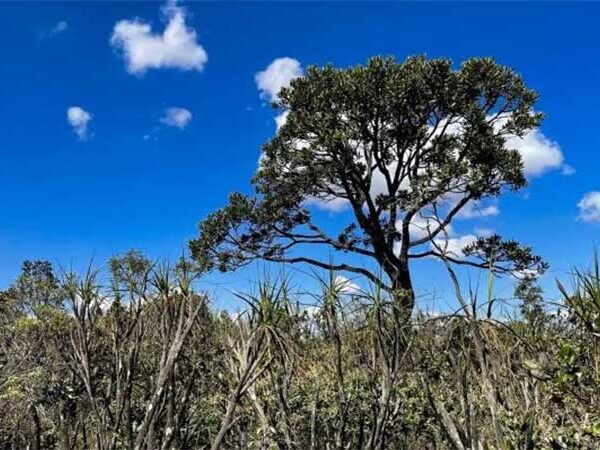 Restaurar o Cerrado pode gerar retorno triplo com carbono