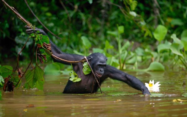 Travessia fatídica do rio Congo levou ao surgimento do bonobo moderno