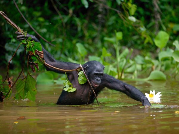 Travessia fatídica do rio Congo levou ao surgimento do bonobo moderno