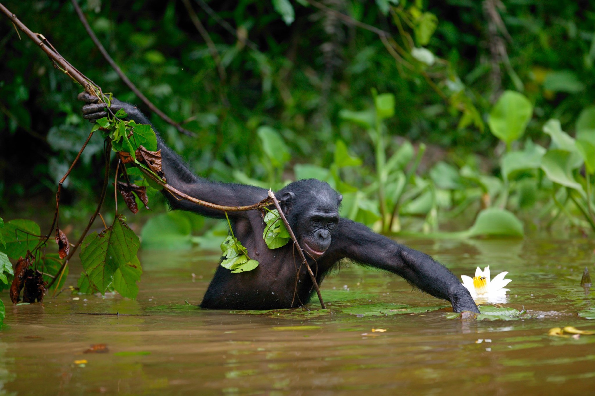 Travessia fatídica do rio Congo levou ao surgimento do bonobo moderno