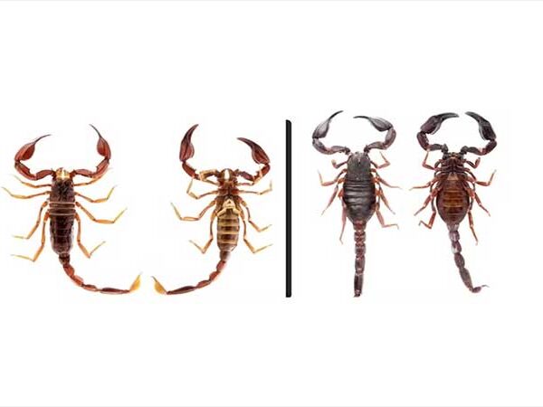 Escorpiões que brilham sob luz ultravioleta levam cientistas a duas novas espécies em Roraima