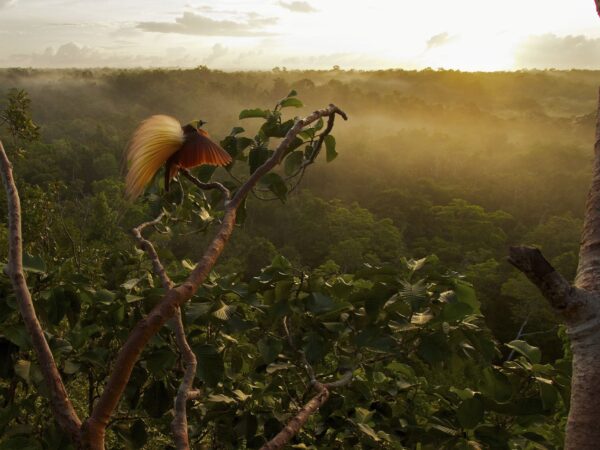 Exibição do amanhecer